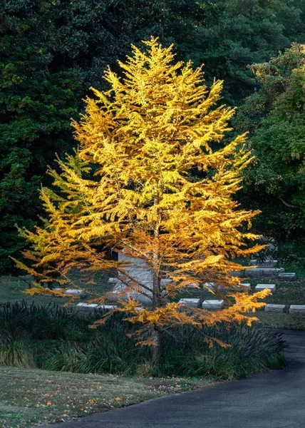 Vertical Single Yellow Larch Green Forest Beckley Creek Park Louisville — Stock Photo, Image