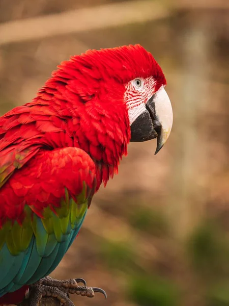 Вертикальный Снимок Красивого Красочного Попугая — стоковое фото