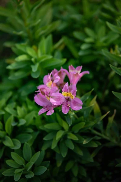 Een Verticaal Shot Van Paarse Bloemen Bloeiende Tussen Groene Planten — Stockfoto