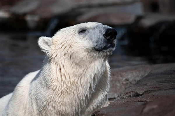 Ένα Κοντινό Πλάνο Μιας Όμορφης Υγρής Λευκής Πολικής Αρκούδας Ζωολογικό — Φωτογραφία Αρχείου