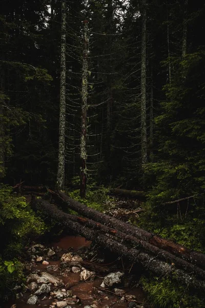 Tiro Vertical Uma Bela Floresta Montanha Durmitor Montenegro — Fotografia de Stock