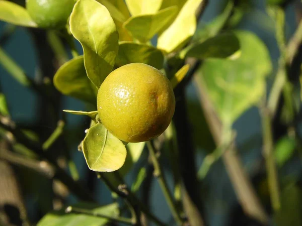 Крупный План Лимона Дереве Солнечном Свете — стоковое фото