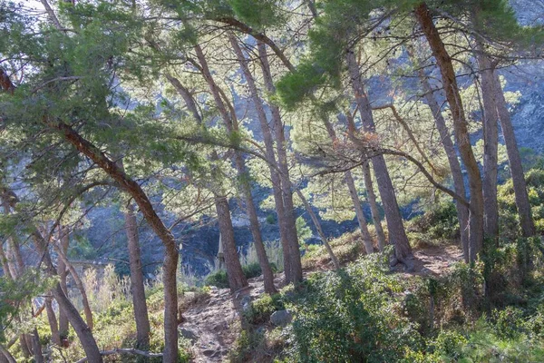 Bosque Con Árboles Densos Crecimiento — Foto de Stock