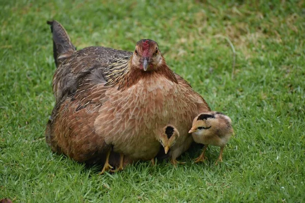 Matka Kurczak Pisklętami Trawie — Zdjęcie stockowe