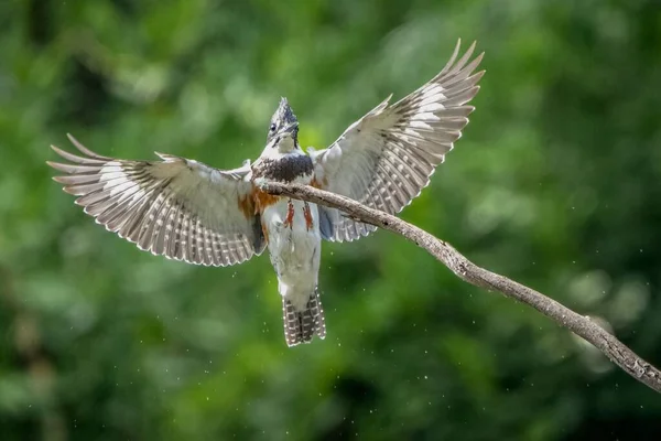 물총새 가지로 날아가는 선택적 — 스톡 사진