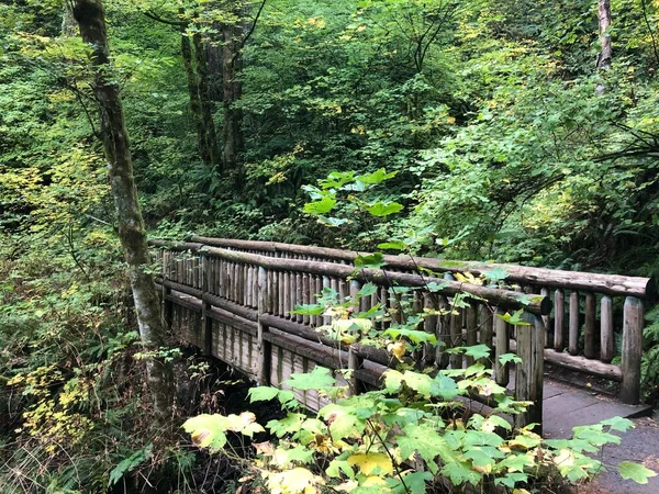 Yağmur Ormanlarında Tahta Bir Köprü — Stok fotoğraf