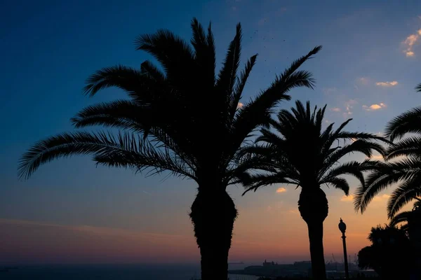 Die Palmensilhouette Mit Sonnenuntergang Hintergrund Tarragona Spanien — Stockfoto
