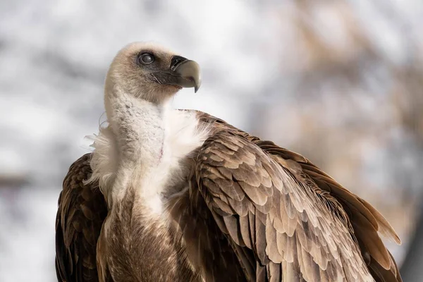 Selective Focus Shot Eurasian Griffon Vulture Gyps Fulvus — Stock Photo, Image