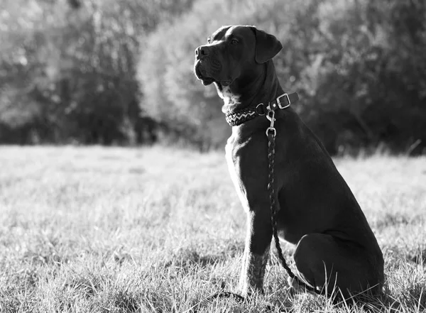 Zbliżenie American Pit Bull Terrier Kołnierzem Trawie — Zdjęcie stockowe