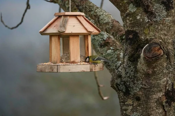 Close Shot Great Tit Eating Small Wooden Hut Hanging Tree — Stock fotografie