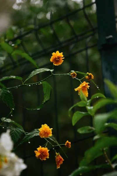 Tiro Vertical Flores Kerria Japonês Encontrado Crescendo Natureza — Fotografia de Stock