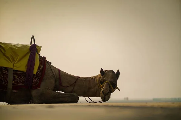 一头骆驼在沙漠中看着摄像机 — 图库照片
