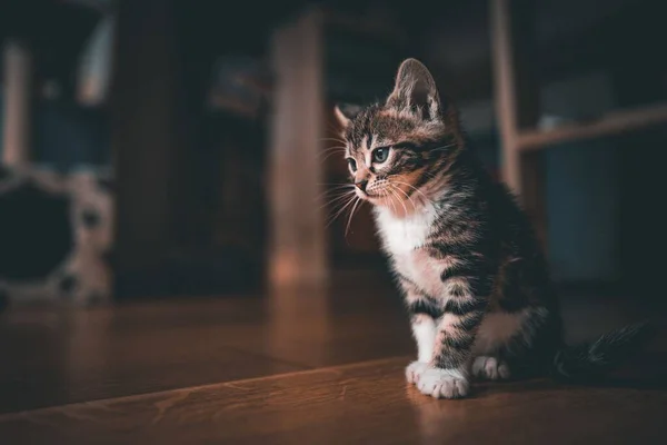 Uroczy Kotek Siedzący Ziemi — Zdjęcie stockowe