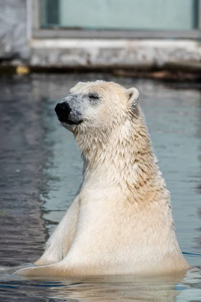 动物园里一只美丽的湿白北极熊的垂直镜头 — 图库照片