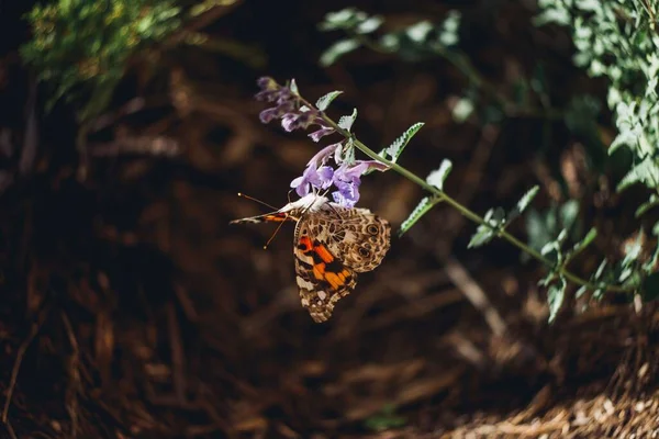 Ένα Κοντινό Πλάνο Μιας Όμορφης Πεταλούδας Σκαρφαλωμένης Μοβ Λουλούδια Στο — Φωτογραφία Αρχείου