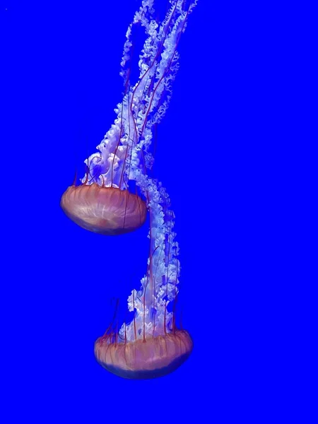 Świecące Kolorowe Meduzy Niebiesko Fioletowym Tle — Zdjęcie stockowe