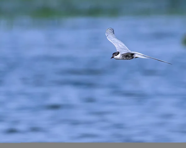 Речная Крачка Летящая Над Озером Поисках Пищи Голубом Небе — стоковое фото