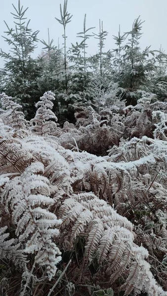 Снігові Папороті Взимку Білим Небом Вертикальний Постріл — стокове фото