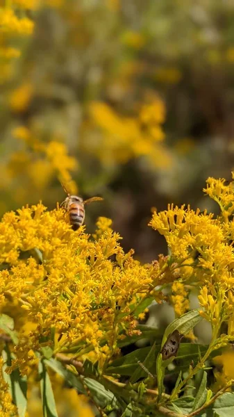 Een Verticaal Shot Van Solidago Canadensis Bloemen Een Bee — Stockfoto