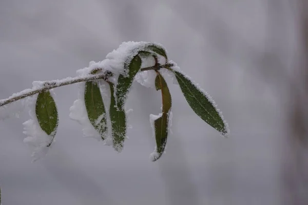 在寒冷的冬日里用树叶对冰冻的枝干进行的特写 — 图库照片