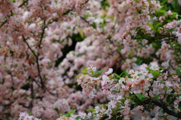 Прекрасный Вид Цветы Сакуры — стоковое фото