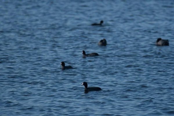 在阳光下一群黑色的鸡群在蓝色的水里游泳的风景 — 图库照片