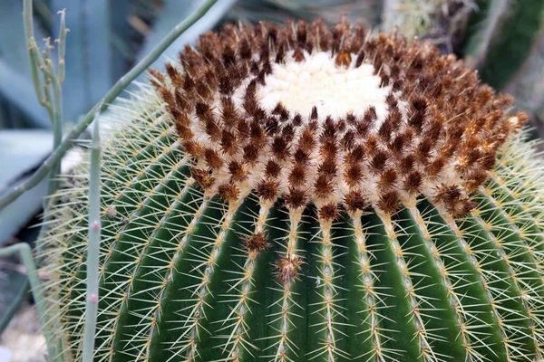 Zbliżenie Wielkiego Okrągłego Kaktusa Ogrodzie Botanicznym Halle Der Saale — Zdjęcie stockowe