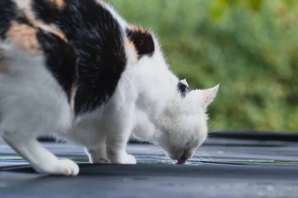 Ein Nahaufnahme Porträt Einer Niedlichen Calico Katze Die Sich Vom — Stockfoto