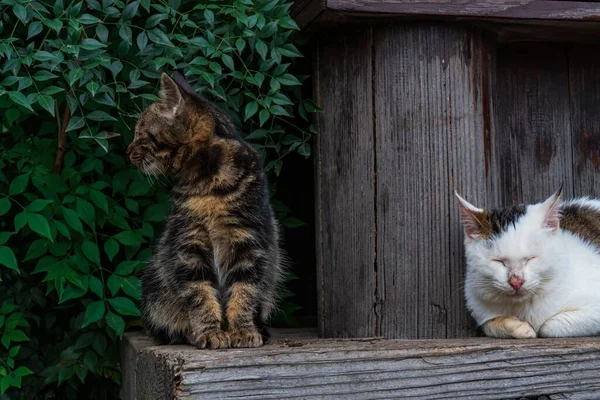 Uma Superfície Madeira Com Dois Gatos Descansando — Fotografia de Stock