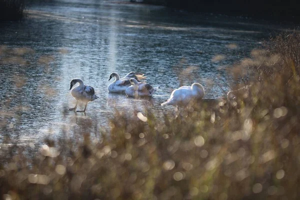 Bright Sun Rays Group Adorable Mute Swans Swimming Shallow Water — Stock Photo, Image