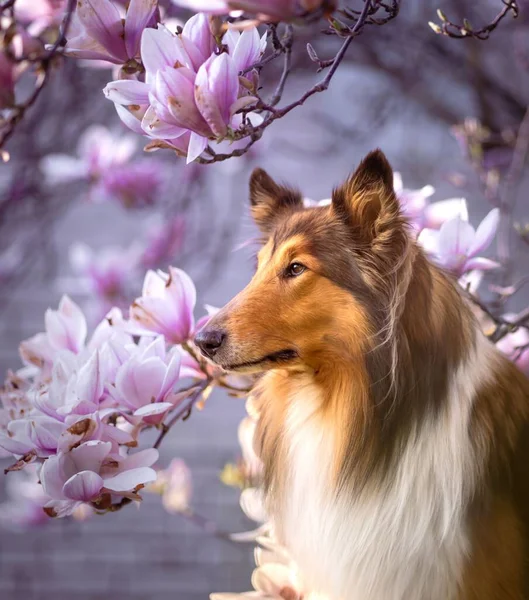 Вертикальний Знімок Милого Собаки Коллі Оточенні Квітучих Дерев Розмитому Тлі — стокове фото