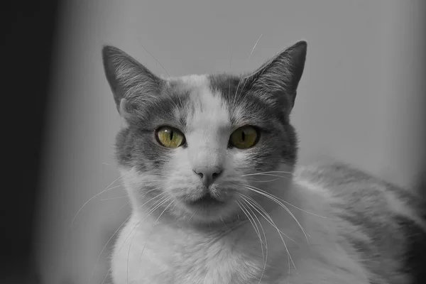 Uma Cor Seletiva Gato Preto Branco Com Olhos Amarelos Fundo — Fotografia de Stock