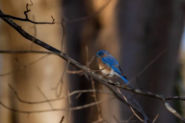 Een Prachtige Blauwe Vogel Neergestreken Tak Tegen Vage Achtergrond — Stockfoto