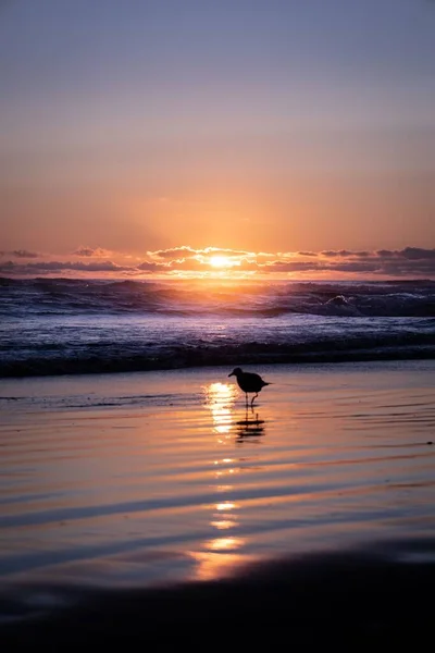 Вертикальный Снимок Одинокой Морской Птицы Идущей Мокрому Побережью Отражающему Красоту — стоковое фото