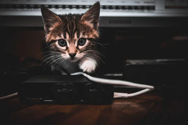 Kabloların Üzerinde Sevimli Bir Tekir Kedi Yavrusu — Stok fotoğraf