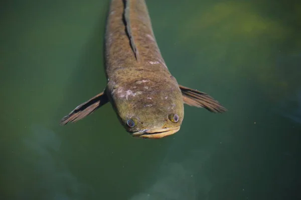Snakehead Murrel Fish Poking Its Head Out Water Sunny Day — Stock Photo, Image
