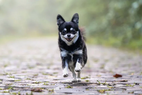 Açık Havada Koşan Siyah Bir Chihuahua Köpeğinin Seçici Odağı — Stok fotoğraf