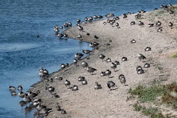 Una Bandada Pájaros Patos Colgando Alrededor Costa Mar —  Fotos de Stock
