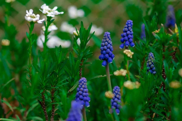 Eine Selektive Fokusaufnahme Blauer Traubenhyazinthe Blütenpflanzen Auf Einem Feld — Stockfoto