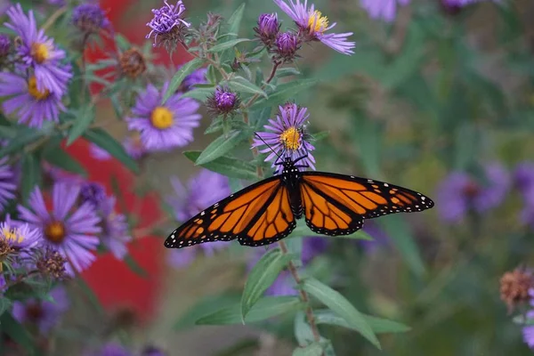 Gros Plan Papillon Monarque Sur Une Fleur — Photo
