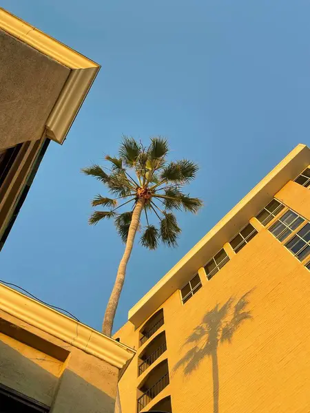 青い空に対する建物からのヤシの木の垂直方向 — ストック写真