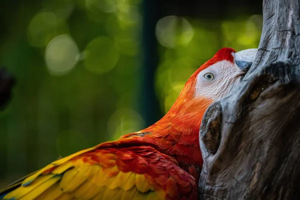 Plan Rapproché Perroquet Dans Zoo Bénévent — Photo