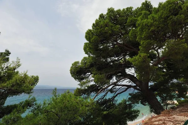 Gröna Träden Med Adriatiska Havet Bakgrunden Brela Kroatien Solig Dag — Stockfoto