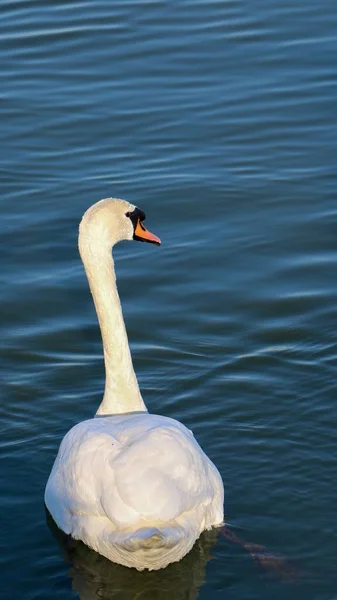 ドナウ川での美しい白い白鳥の水泳の垂直ショット — ストック写真