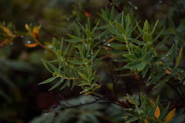 Üzerinde Damlacıkları Olan Yeşil Bir Bitkinin Yakın Çekimi — Stok fotoğraf