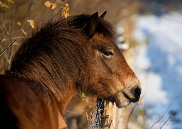 Closeup View Brown Foal — Stock Photo, Image