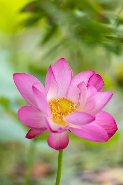 Gros Plan Lotus Rose Fleurs Arrière Plan Flou — Photo