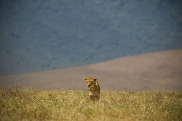 狩りの準備ができているライオンを見て強力なライオン — ストック写真
