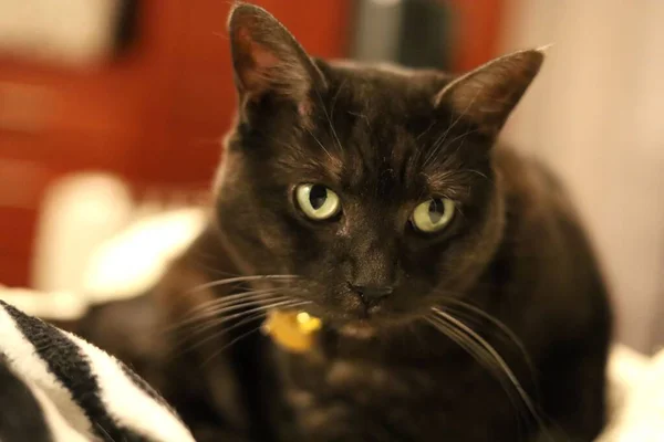Egy Közeli Kép Egy Fekete Macskáról Szobában — Stock Fotó