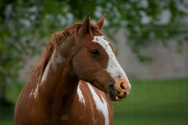 緑の野の美しい茶色の馬 — ストック写真